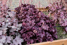 Load image into Gallery viewer, Heuchera 'Forever® Purple'