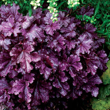 Load image into Gallery viewer, Heuchera 'Forever® Purple'