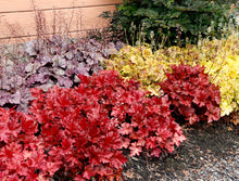 Load image into Gallery viewer, Heuchera 'Forever® Red'