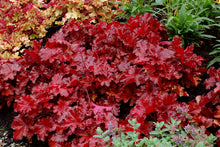 Load image into Gallery viewer, Heuchera 'Forever® Red'