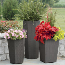 Load image into Gallery viewer, Heuchera 'Forever® Red'