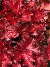 Load image into Gallery viewer, Heuchera 'Forever® Red'