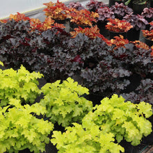 Load image into Gallery viewer, Heuchera 'Lime Ruffles'