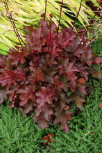 Load image into Gallery viewer, Heuchera 'Peach Flambe'