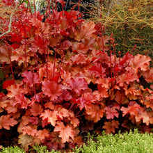 Load image into Gallery viewer, Heuchera 'Peach Flambe'