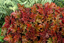 Load image into Gallery viewer, Heuchera 'Peach Flambe'