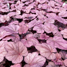 Load image into Gallery viewer, Heuchera 'Pink Panther'