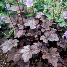 Load image into Gallery viewer, Heuchera 'Plum Pudding'
