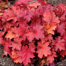 Load image into Gallery viewer, Heuchera City™ 'Rio'