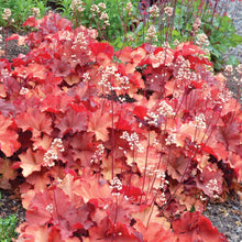 Load image into Gallery viewer, Heuchera City™ 'Rio'