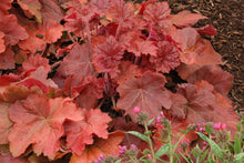 Load image into Gallery viewer, Heuchera 'Southern Comfort'