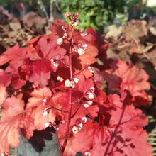 Load image into Gallery viewer, Heuchera 'Fire Alarm'
