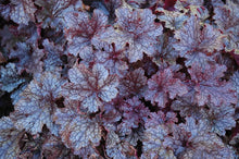 Load image into Gallery viewer, Heuchera 'Plum Pudding'