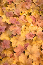 Load image into Gallery viewer, Heuchera 'Southern Comfort'