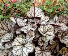 Load image into Gallery viewer, Heuchera 'Glitter'