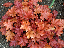 Load image into Gallery viewer, Heuchera 'Peach Flambe'