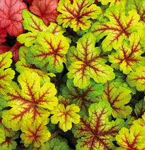 Load image into Gallery viewer, Heucherella 'Stoplight'