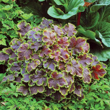 Load image into Gallery viewer, Heucherella 'Solar Eclipse'