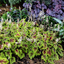 Load image into Gallery viewer, Heucherella 'Stoplight'