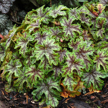 Load image into Gallery viewer, Heucherella 'Tapestry'