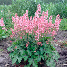 Load image into Gallery viewer, Heucherella 'Pink Revolution'