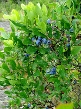 Load image into Gallery viewer, Highbush Blueberry