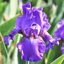 Load image into Gallery viewer, German Iris 'His Royal Highness'