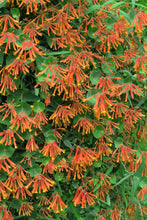 Load image into Gallery viewer, Lonicera 'Magnifica'