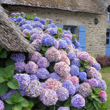 Load image into Gallery viewer, Hydrangea 'All Summer Beauty'