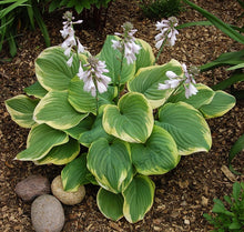 Load image into Gallery viewer, Hosta 'Fragrant Bouquet'