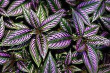 Load image into Gallery viewer, Persian Shield