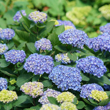 Load image into Gallery viewer, Hydrangea Let's Dance® Rhythmic Blue®