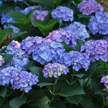 Load image into Gallery viewer, Hydrangea Let's Dance® Rhythmic Blue®