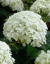 Load image into Gallery viewer, Hydrangea 'Annabelle'
