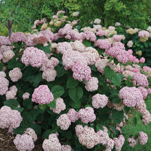 Load image into Gallery viewer, Hydrangea Incrediball Blush