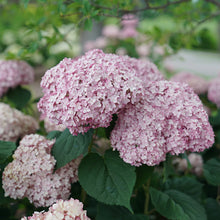 Load image into Gallery viewer, Hydrangea Incrediball Blush