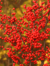 Load image into Gallery viewer, Ilex 'Berry Heavy'
