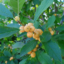 Load image into Gallery viewer, Ilex 'Berry Heavy Gold'