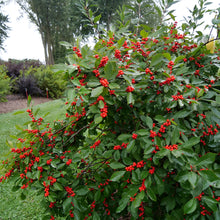 Load image into Gallery viewer, Ilex 'Berry Heavy'