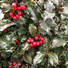 Load image into Gallery viewer, Ilex 'Castle Spire'