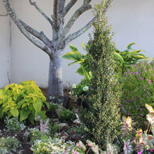 Load image into Gallery viewer, Japanese Holly 'Sky Pencil'