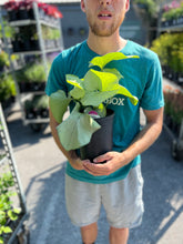 Load image into Gallery viewer, Brunnera 'Alexandria'