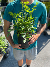 Load image into Gallery viewer, Astilbe 'Visions'