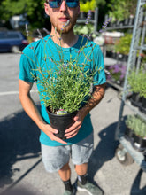 Load image into Gallery viewer, Lavender 'Big Time Blue'