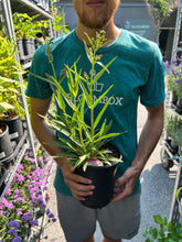 Load image into Gallery viewer, Penstemon 'Pristine Deep Rose'