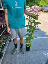 Load image into Gallery viewer, Eupatorium 'Phantom' (Joe Pye Weed)