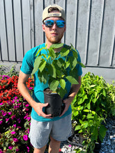 Load image into Gallery viewer, Hydrangea 'Annabelle'