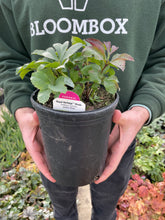 Load image into Gallery viewer, Helleborus Royal Heritage® Strain