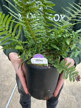 Load image into Gallery viewer, Fern 'Male'