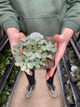 Load image into Gallery viewer, Aquilegia KIRIGAMI™ Yellow